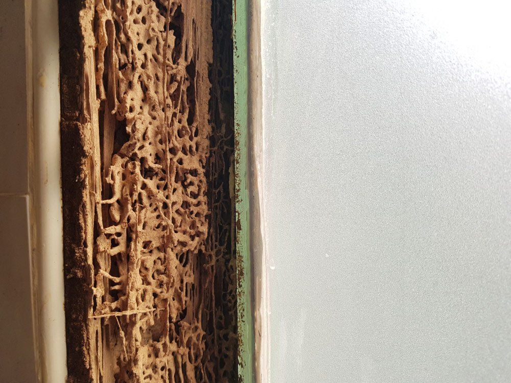 Termite-damaged Wooden Door Frame — All Pest Solutions in Northern Rivers, NSW