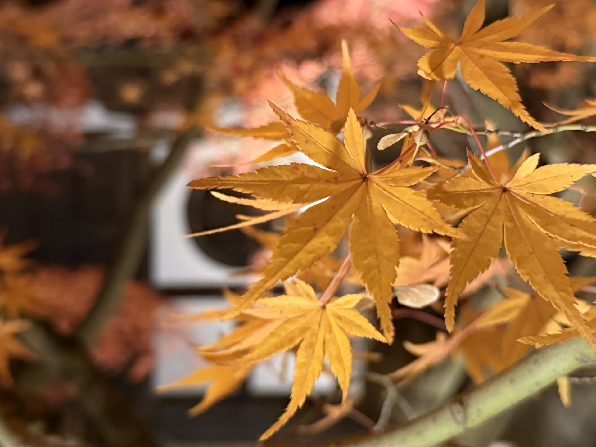 京都熟齡遊學-深度文化體驗