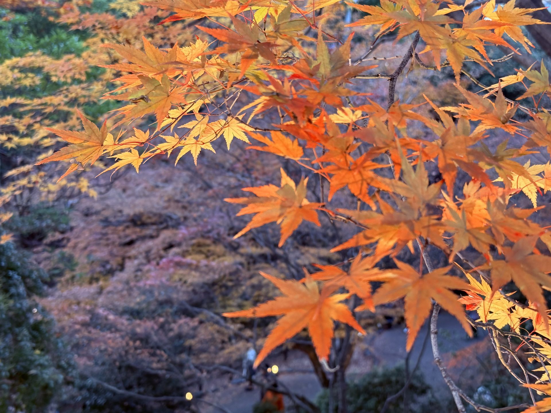 京都熟齡遊學-深度文化體驗