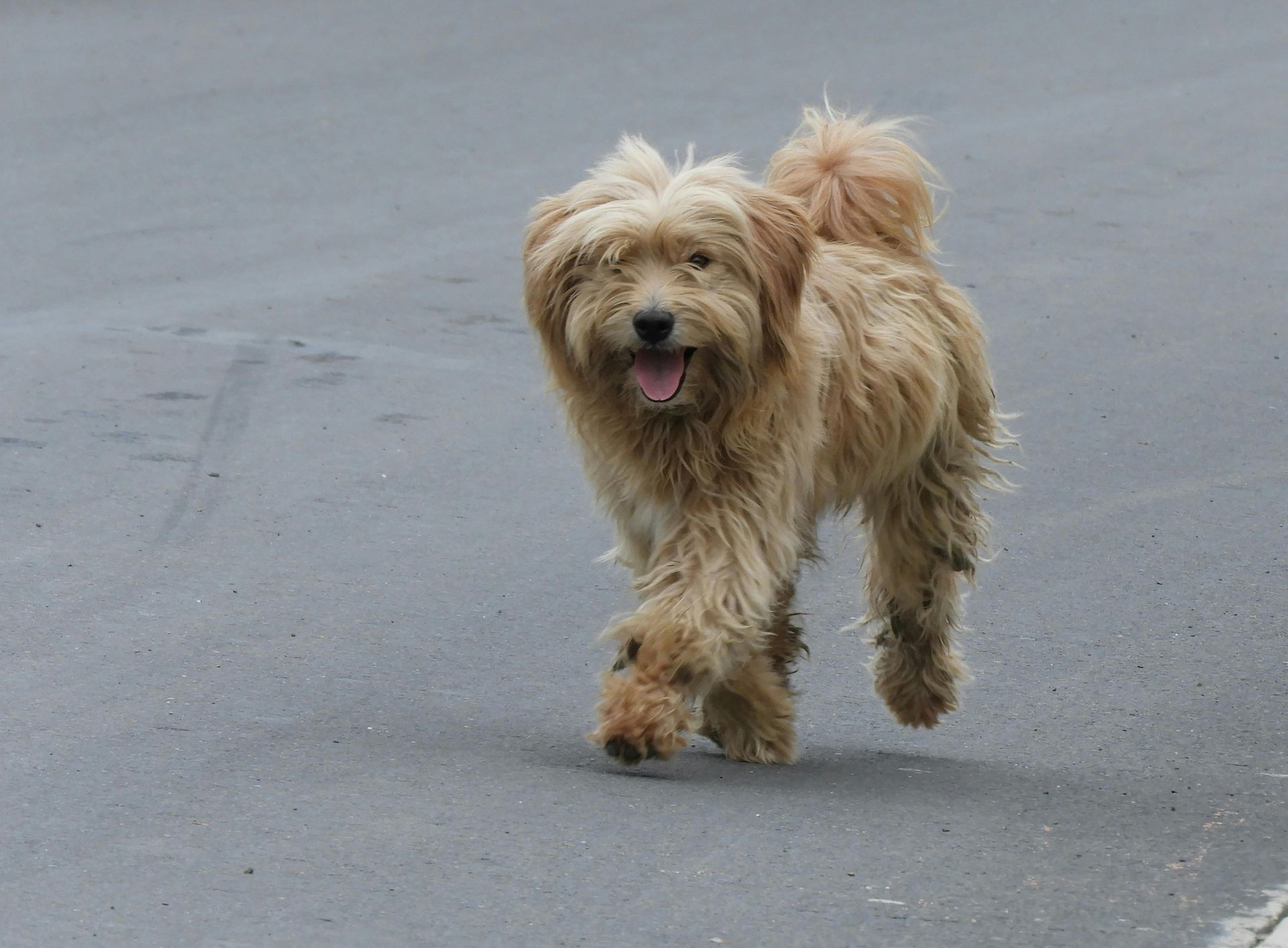 Small shaggy tan dog walking on a gray road, tongue out and tail curled up.