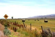 There are many hay bales in the field and a road sign in the background.