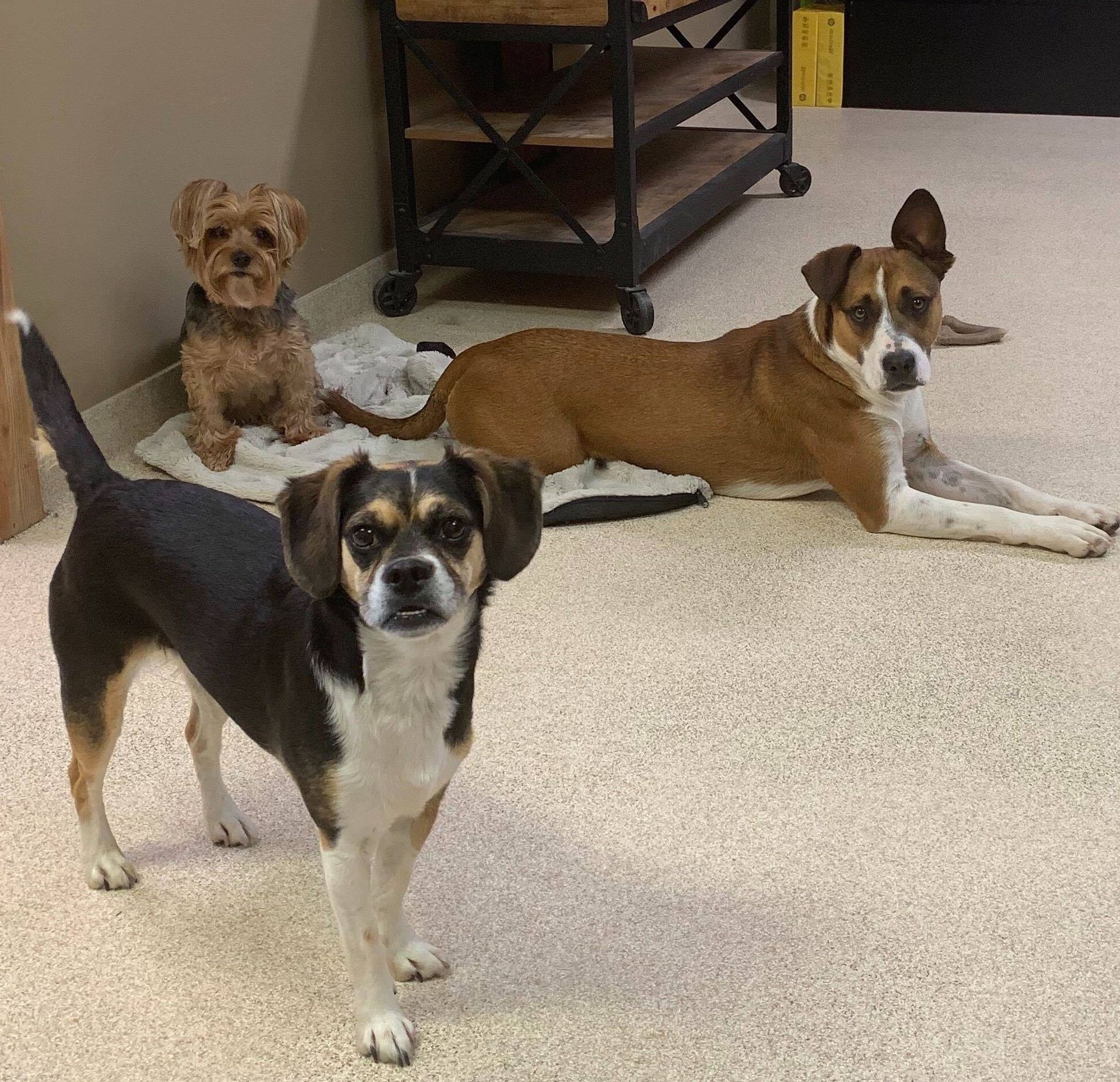 Three dogs are standing and laying on the floor