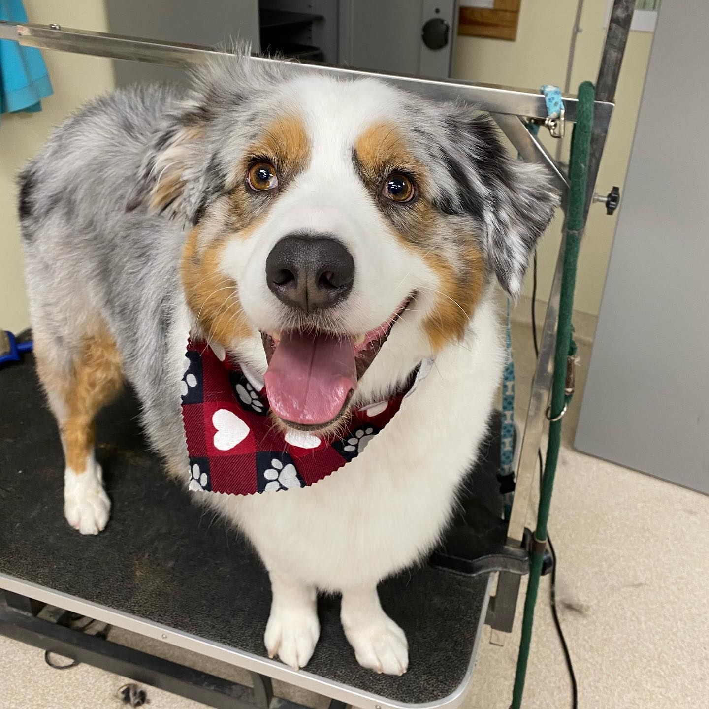 A dog wearing a bandana is standing on a grooming table