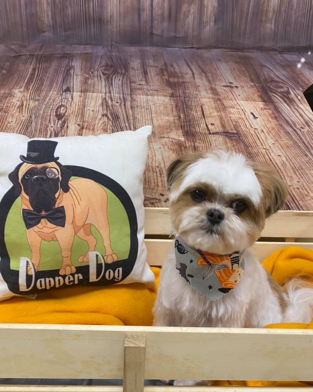 A small dog is sitting next to a pillow that says dopper dog