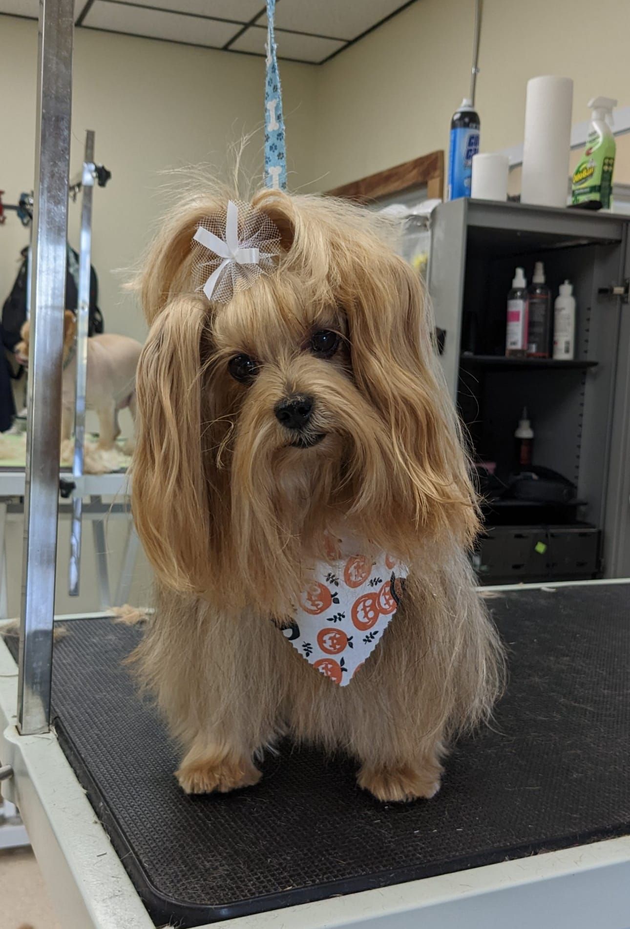 A small brown dog wearing a bandana is sitting on a grooming table.