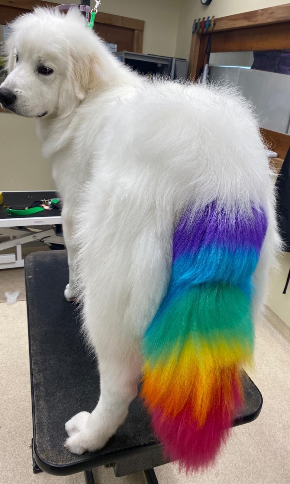 A white dog with a rainbow tail is sitting on a table.