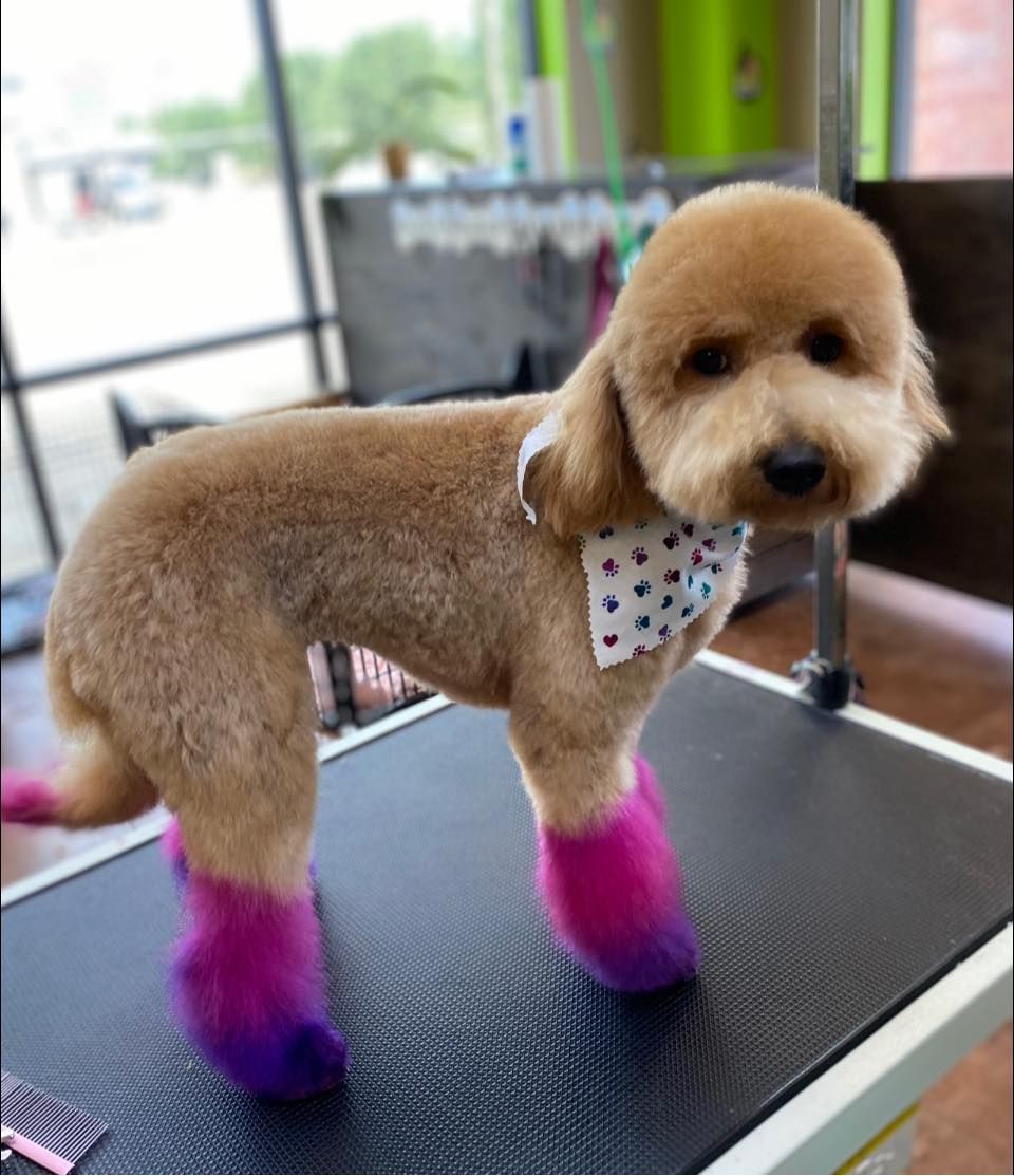 A small brown dog wearing pink and purple boots