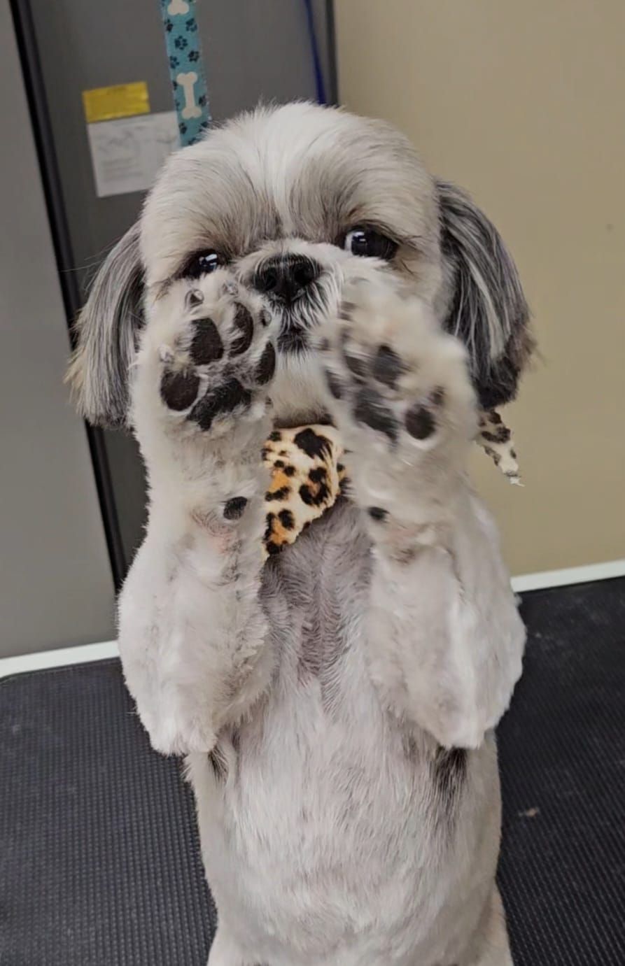 A small white dog with a leopard print collar is standing on its hind legs.