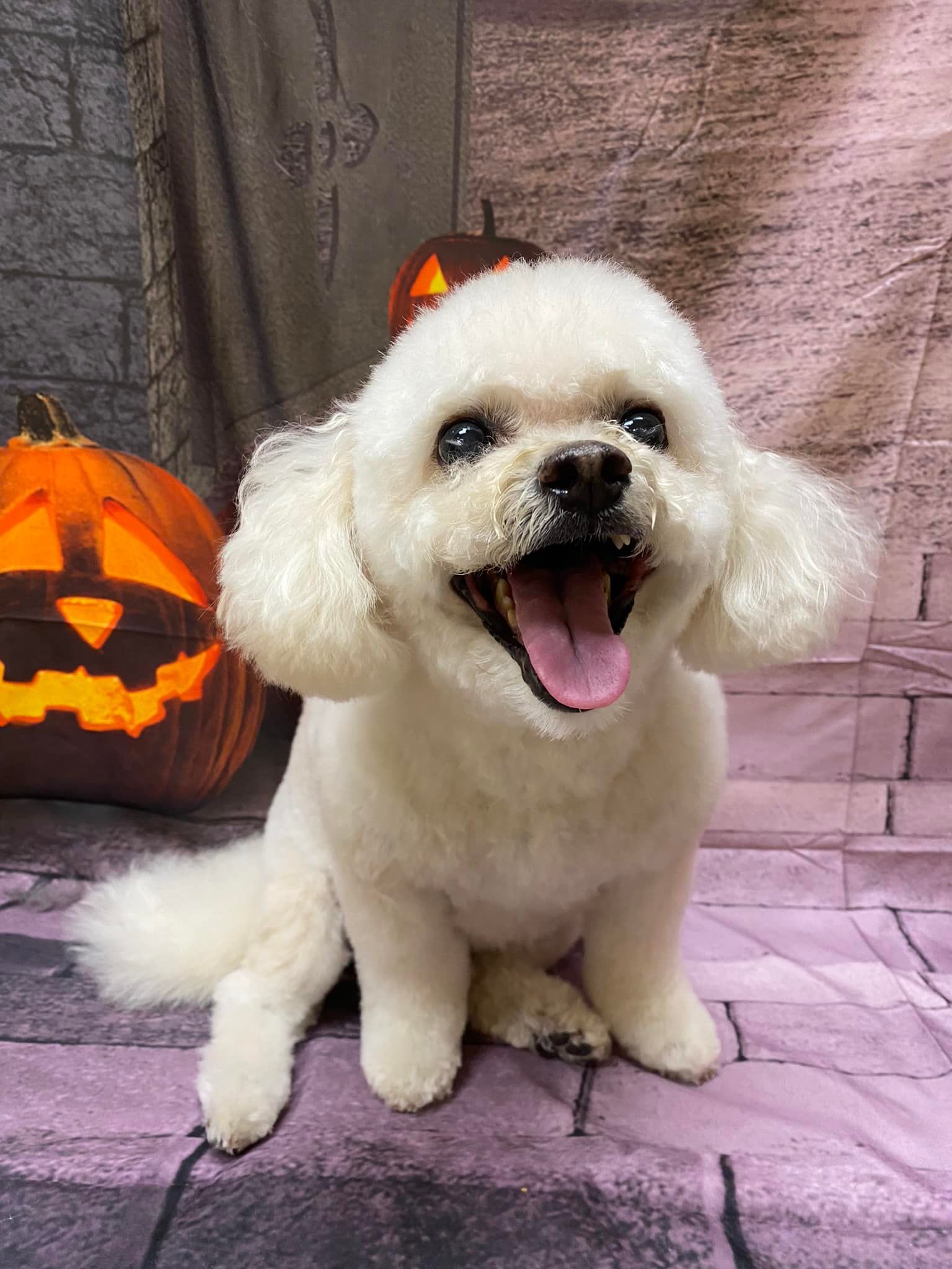 A white poodle is sitting in front of a pumpkin.