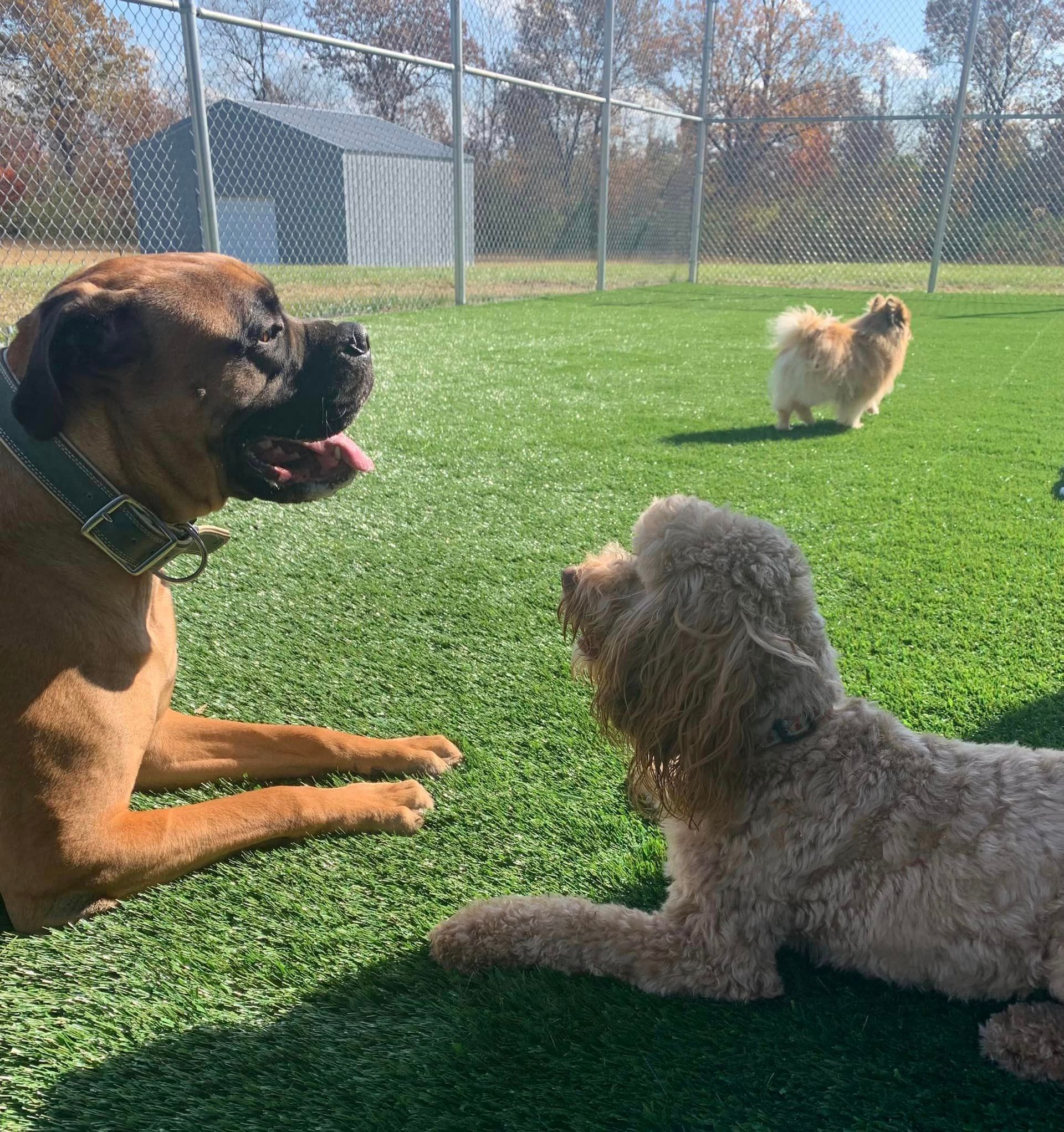 Two dogs are playing on a lush green field.