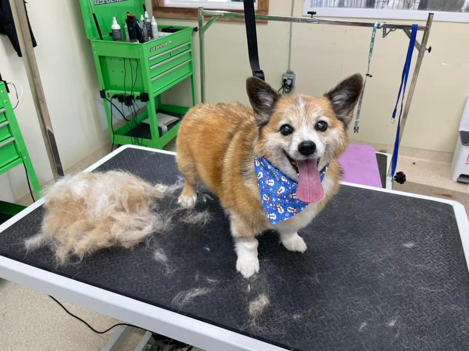 A dog is standing on a grooming table with a lot of hair on it.