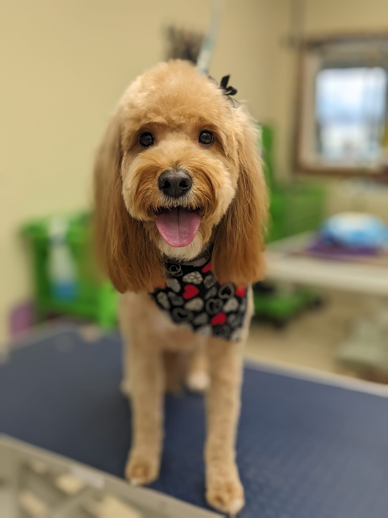 A small brown dog is standing on a blue table.