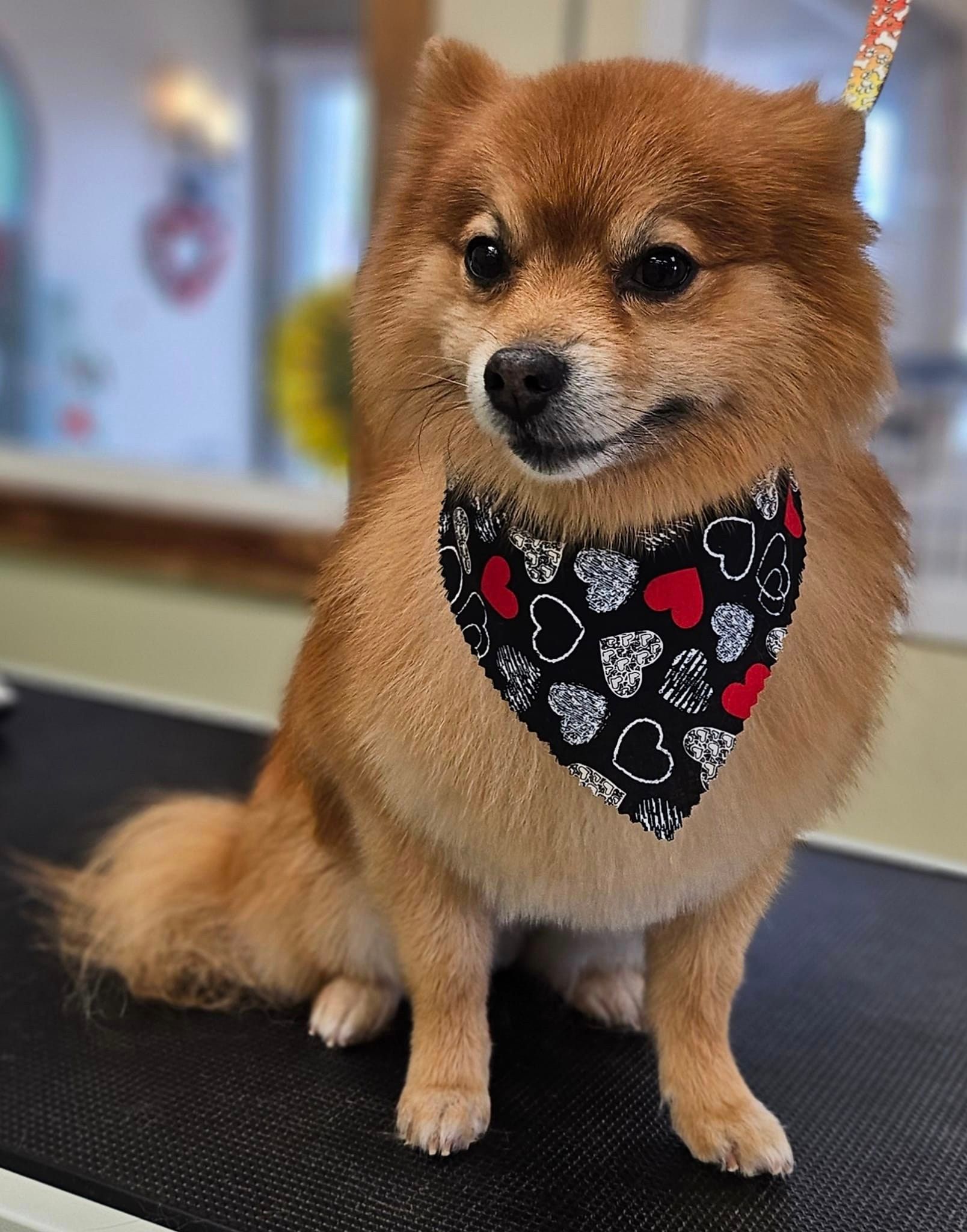 A pomeranian dog wearing a bandana is sitting on a table.