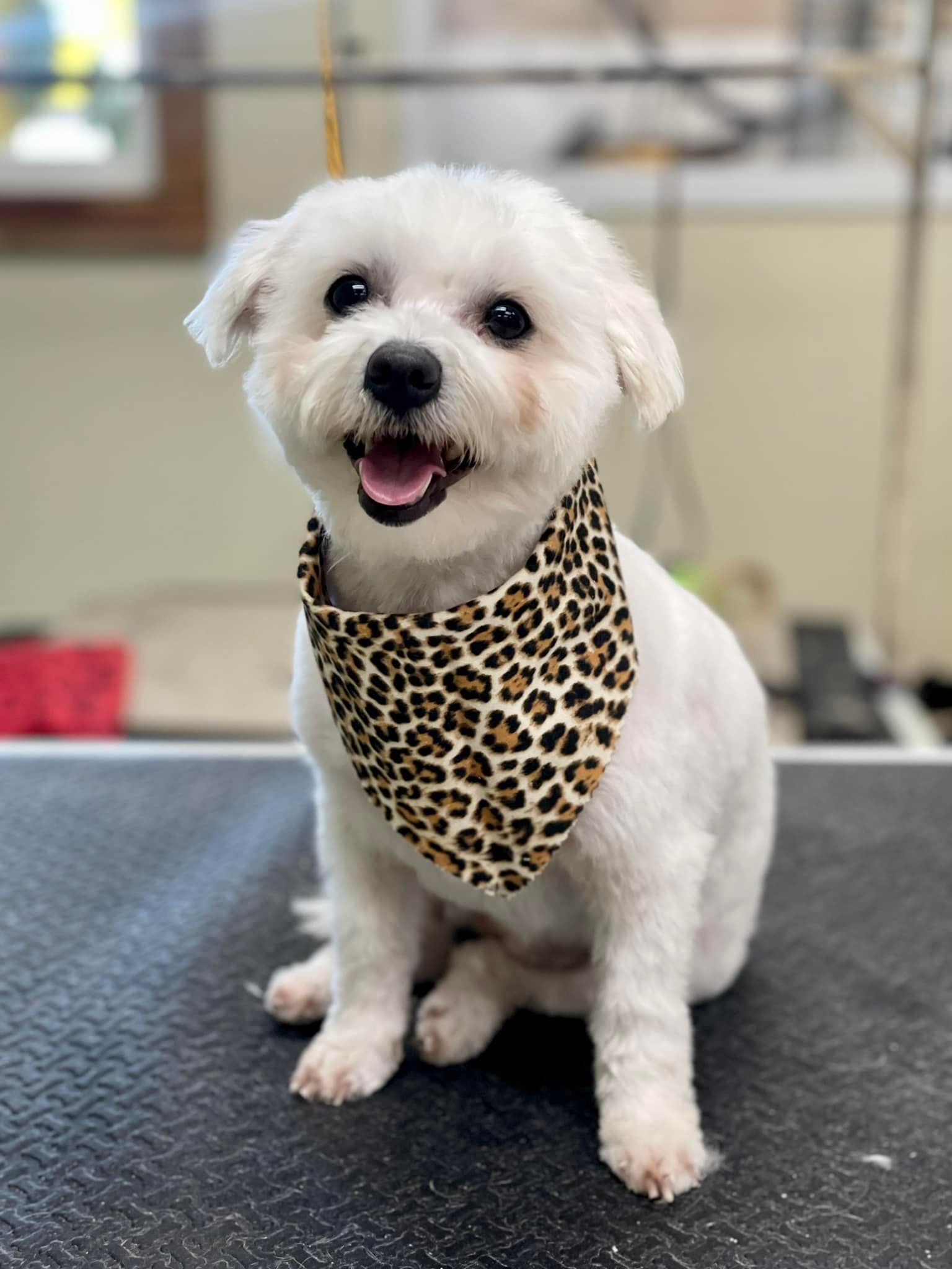 A white dog wearing a leopard print bandana is sitting on a table.