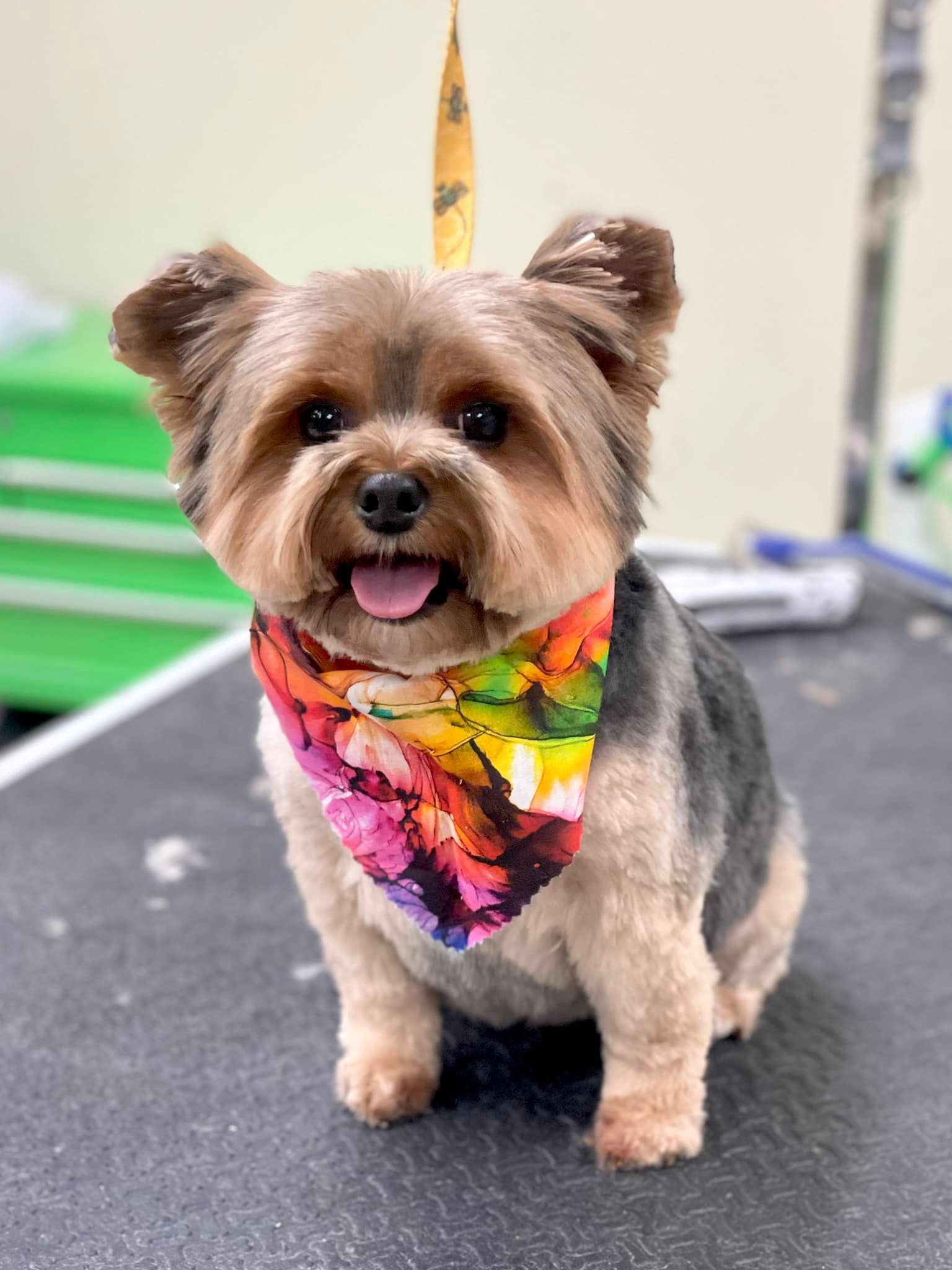 A small dog wearing a colorful bandana is sitting on a table.