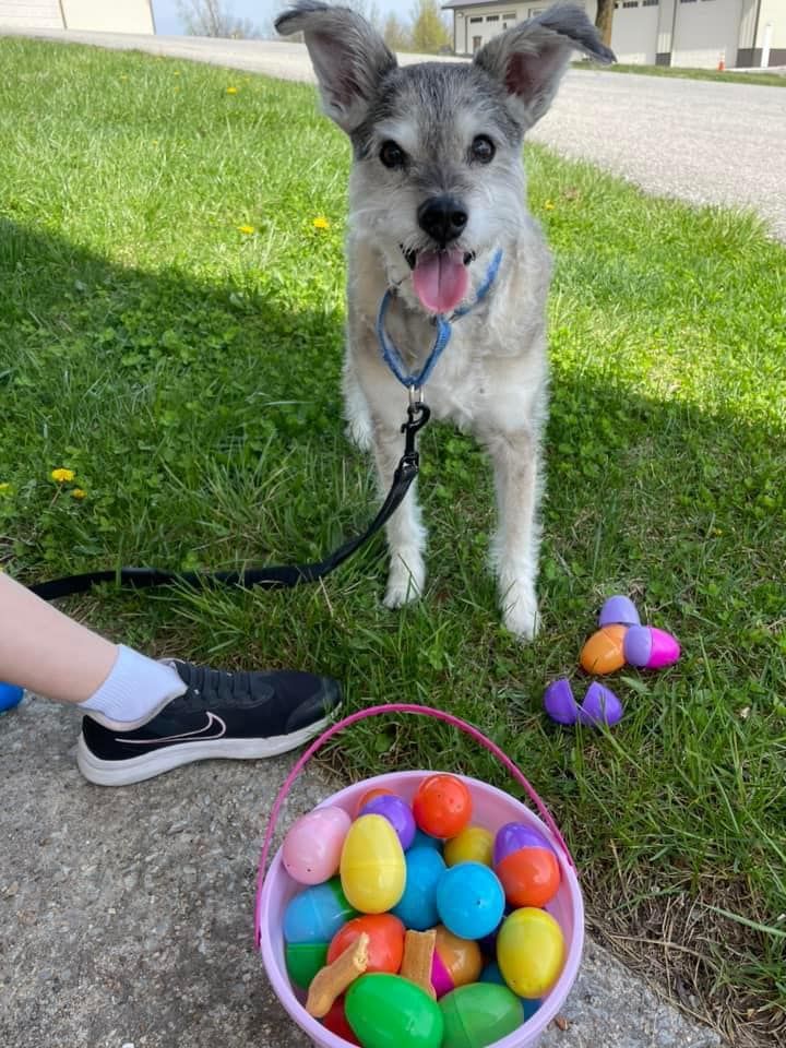 A dog is standing next to a bucket of easter eggs.