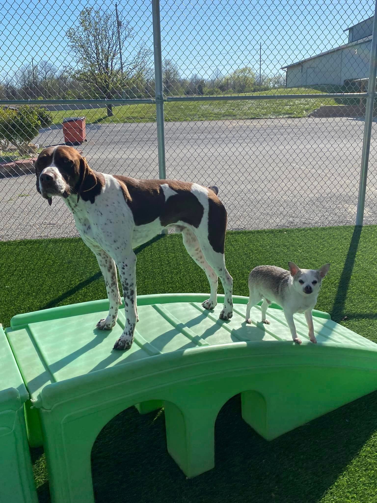 A brown and white dog standing on top of a green table next to a smaller dog.