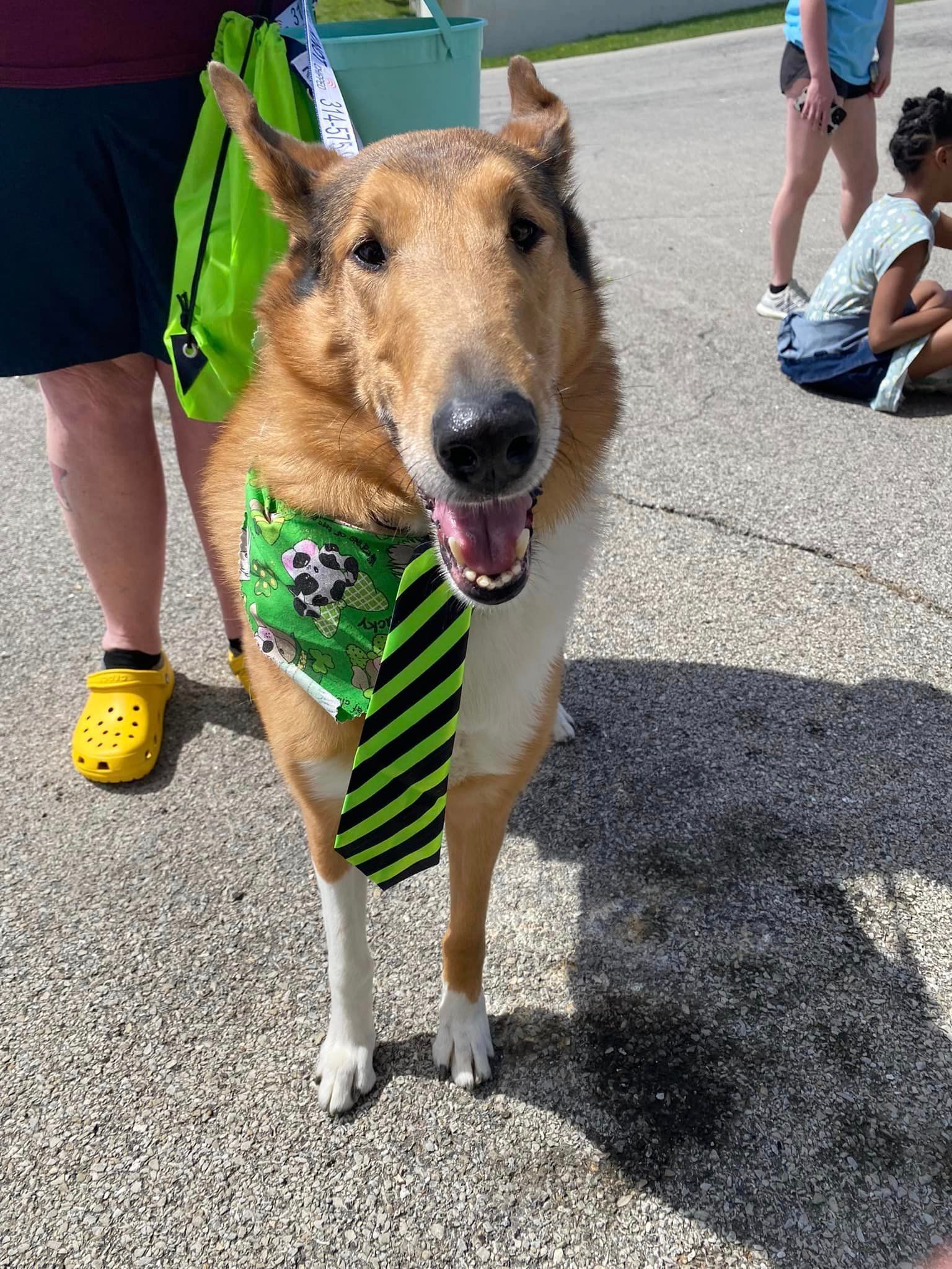A collie dog wearing a green and black tie and bandana.