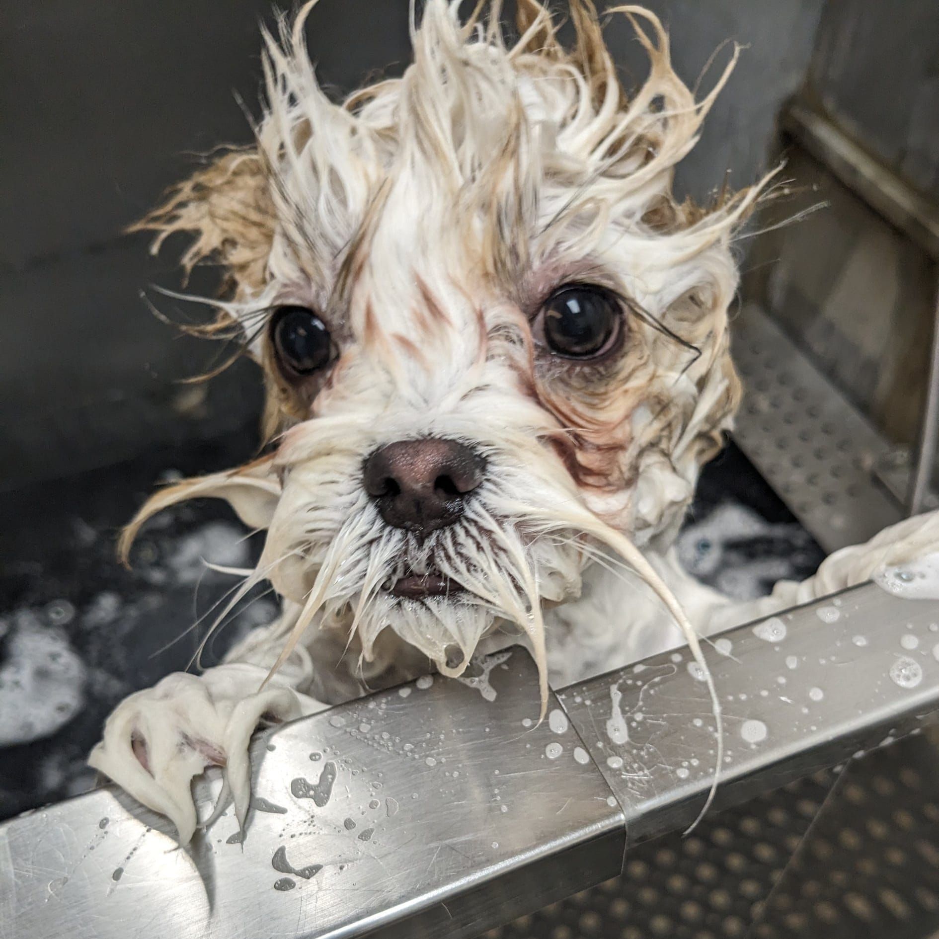 A dog with a beard is taking a bath