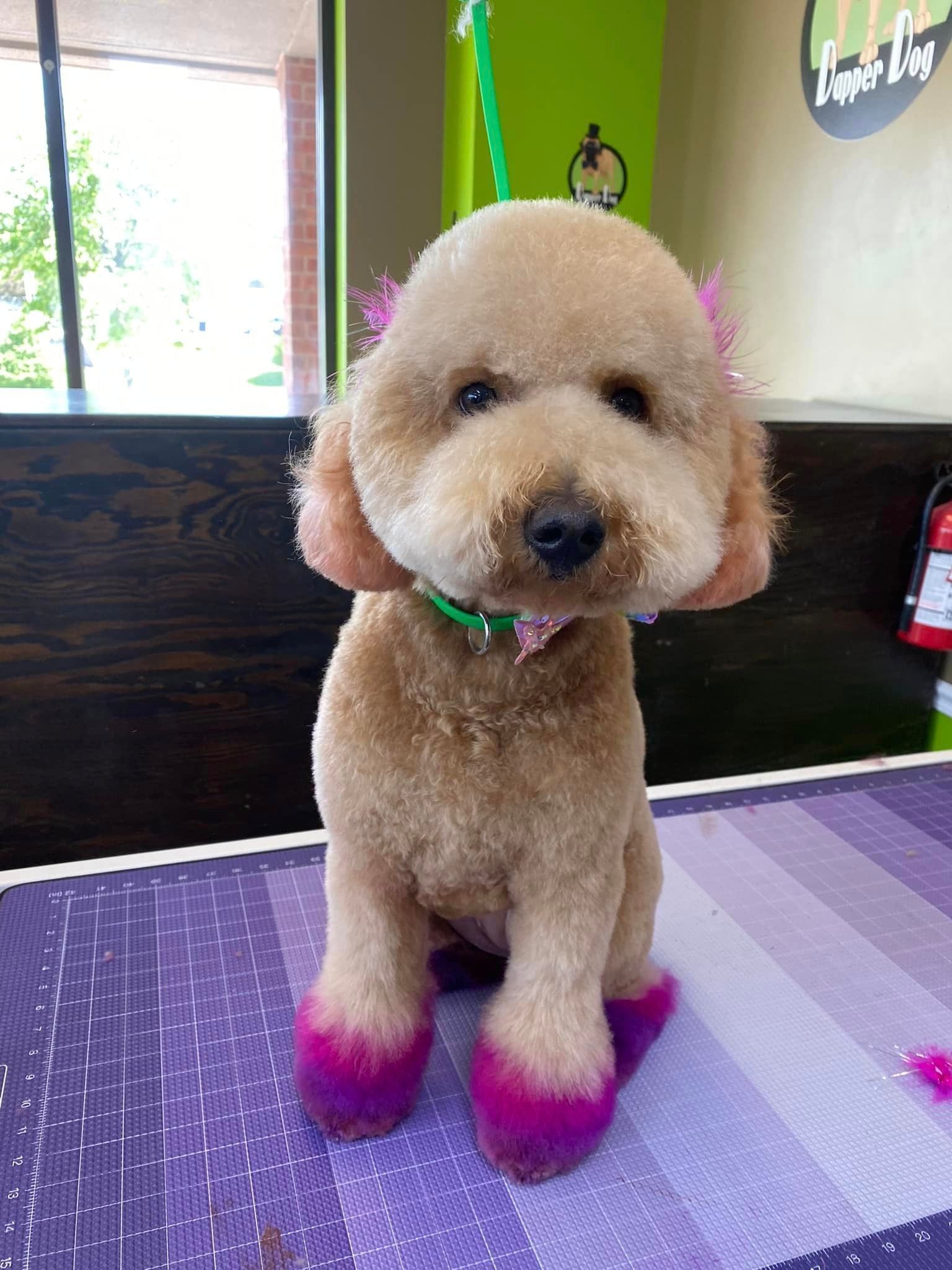 A small brown dog with pink paws is sitting on a table.