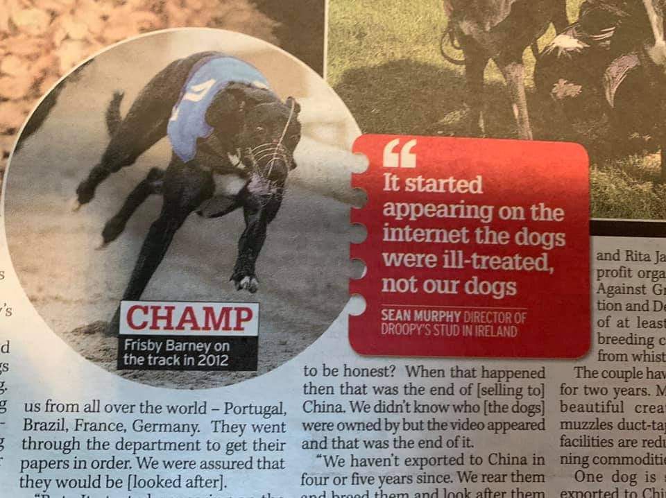 Greyhound Frisby Barney's story in a newspaper report