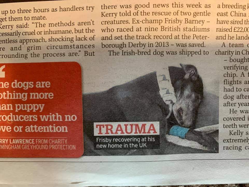 Greyhound Frisby Barney's story in a newspaper report