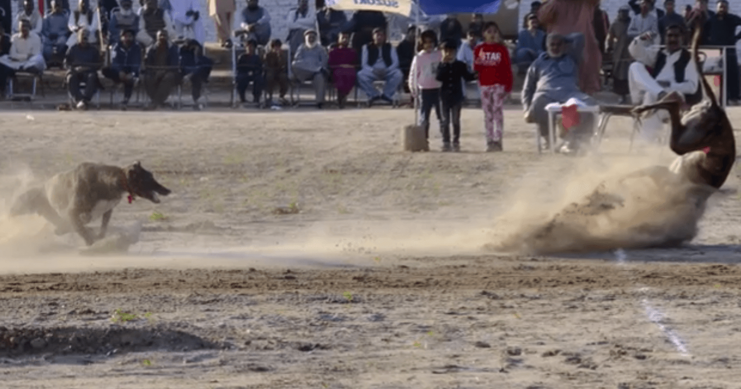A greyhound falls during a race in Pakistan