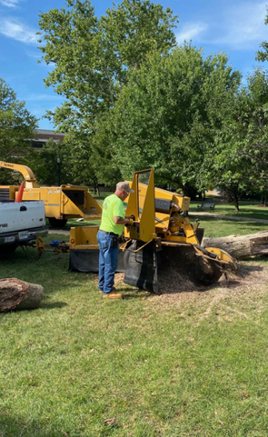 Person trimming a green bush with long-handled shears; outdoors, gardening.