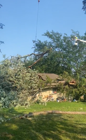 Fallen tree branch across a road, damaged trees and debris, cloudy sky in the background.
