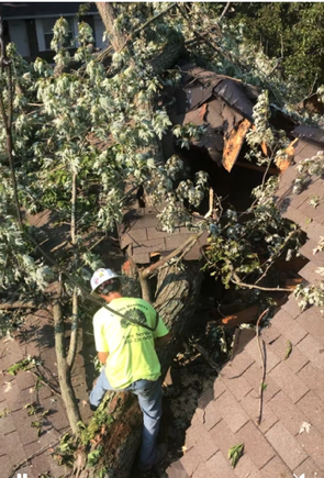 Arborist using a chainsaw while secured in a tree, wearing safety gear and cutting branches against a blue sky.