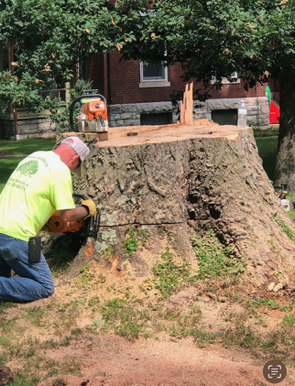 Person using a chainsaw to cut a log stump outdoors.