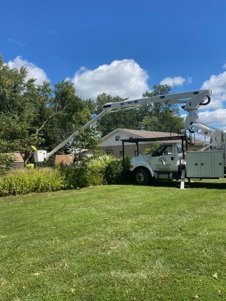 Looking up through green treetops, sunlight filters through the leaves.