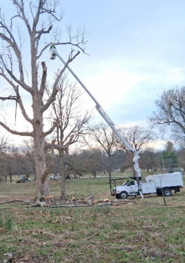 Tree trimming truck with a worker in the bucket trimming a tall, bare tree in a field.