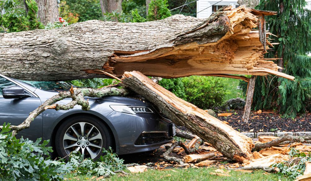 Tree trunk fallen on top of a gray car in a yard, visible damage to vehicle.