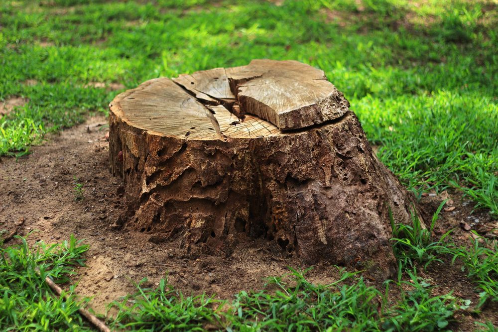 Tree stump in grassy area. Brown, weathered wood with cracked top.