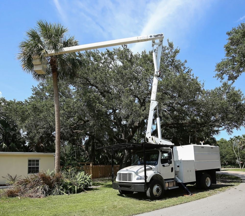 Tree trimming truck with extended arm reaching a palm tree. Sunny day.