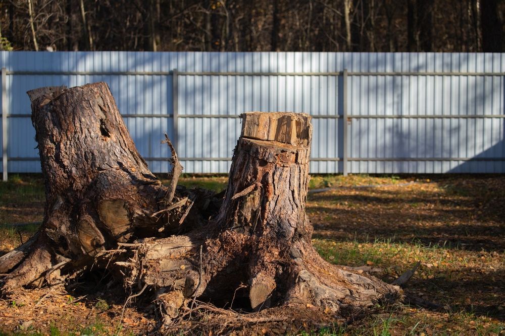 Two tree stumps in a yard, with a white fence and trees in the background, lit by sunlight.