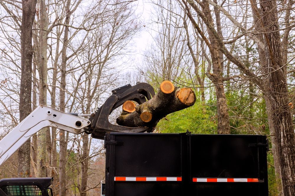 Bobcat loader placing tree logs into a black dump truck.