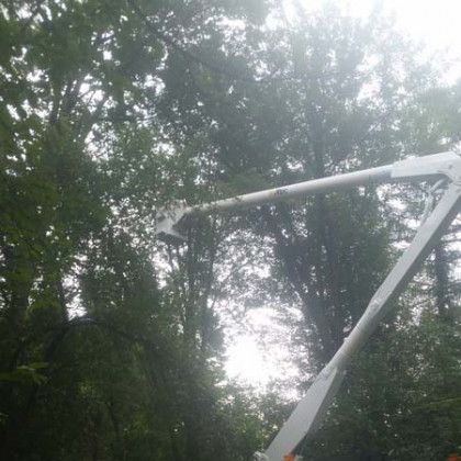 A crane is cutting a tree in the woods.