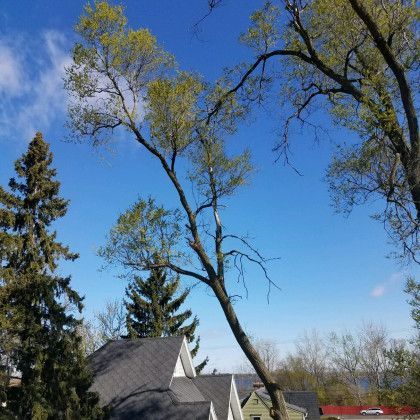 A tree is hanging over a house with a blue sky in the background.