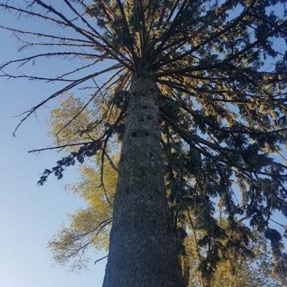 Looking up at a tall tree with a blue sky in the background