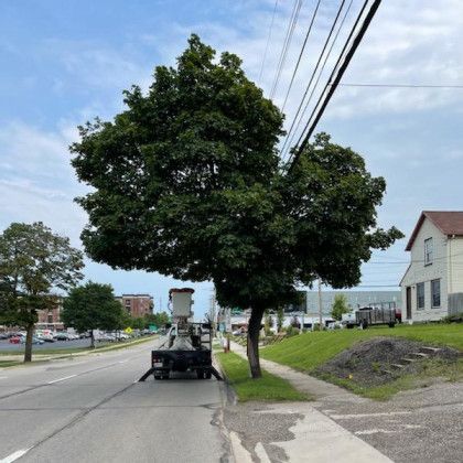 A tree is being cut down on the side of the road