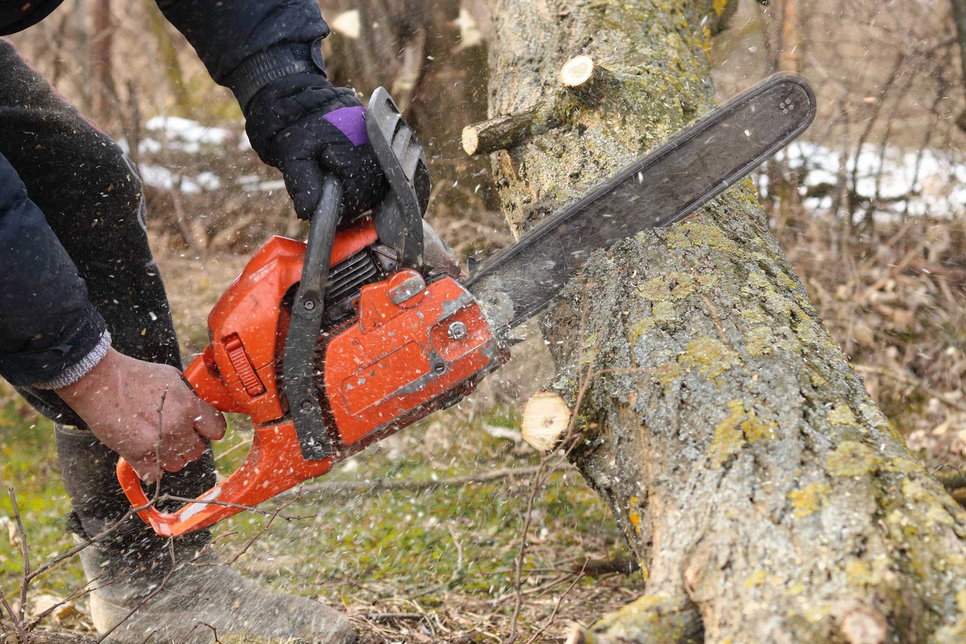 A person is cutting a tree with a chainsaw.