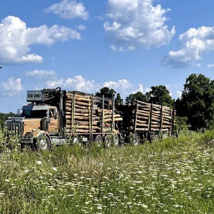 A large truck is carrying logs in a field