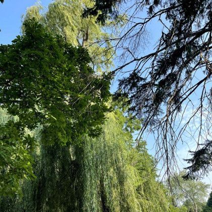 A tree with lots of leaves is surrounded by other trees.