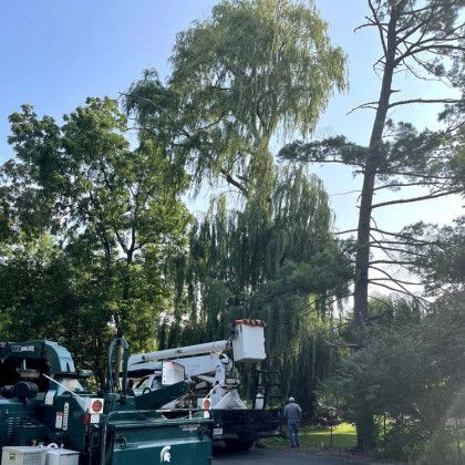 A tree trimming truck is parked in front of a large tree.