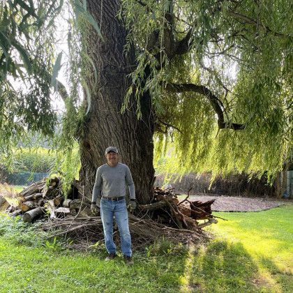 A man is standing in front of a large willow tree.