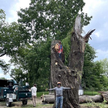 A man is standing next to a large tree that has been cut down.