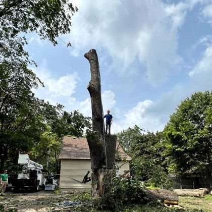 A man is standing on top of a large tree in front of a house.