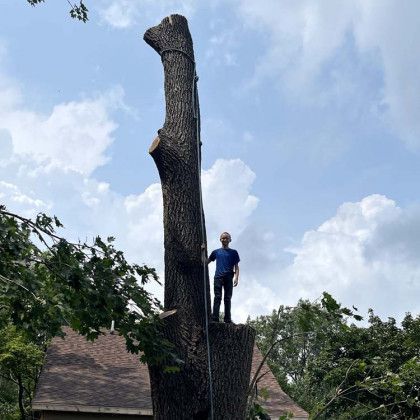 A man is standing on top of a large tree stump.